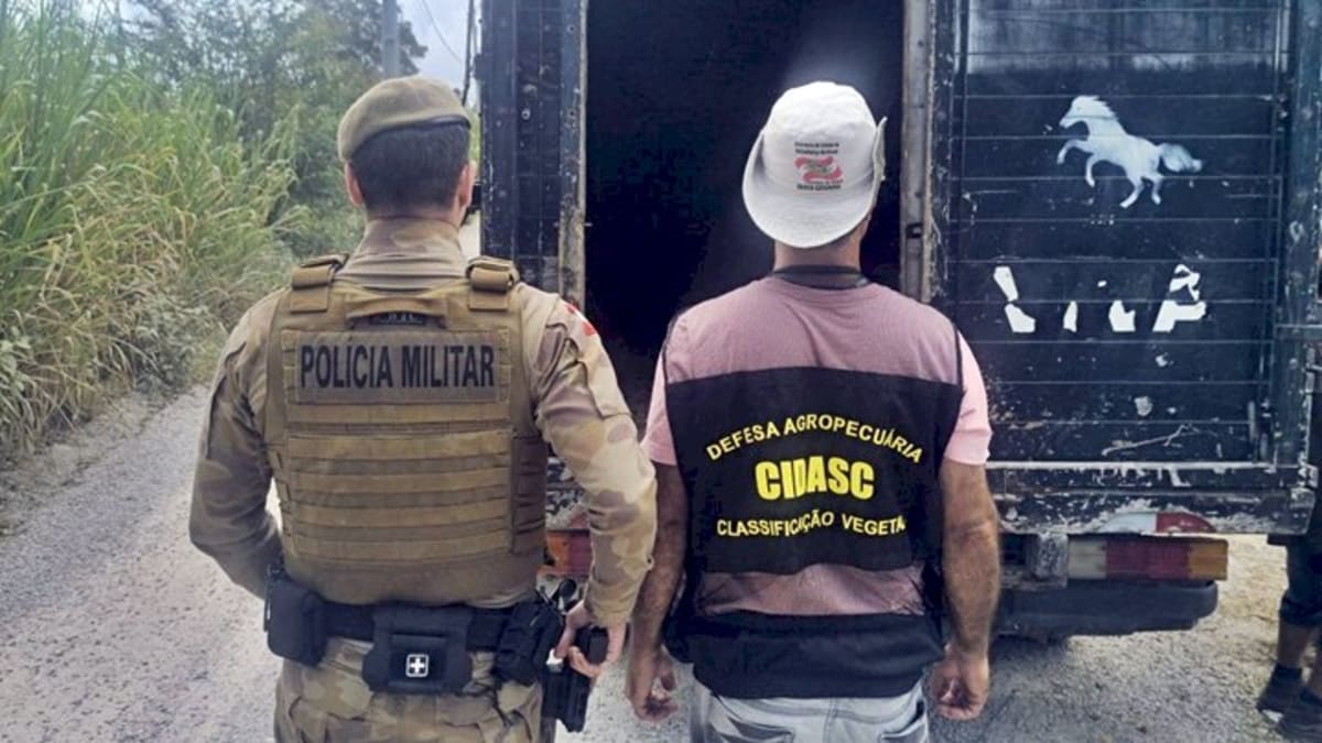 Operação Quaresma da PMSC combate Farra do Boi com multas de até R$ 20 mil