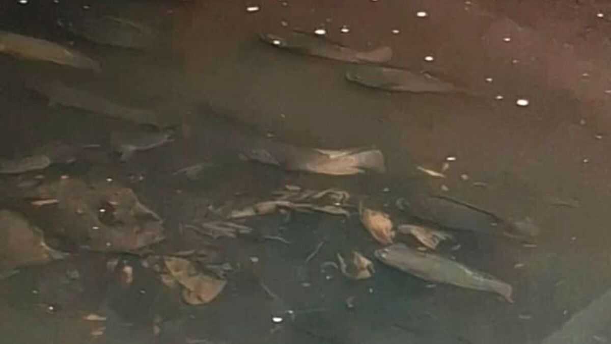 Tilápia do Nilo em canais de Santos é tóxica para consumo e tem pesca proibida