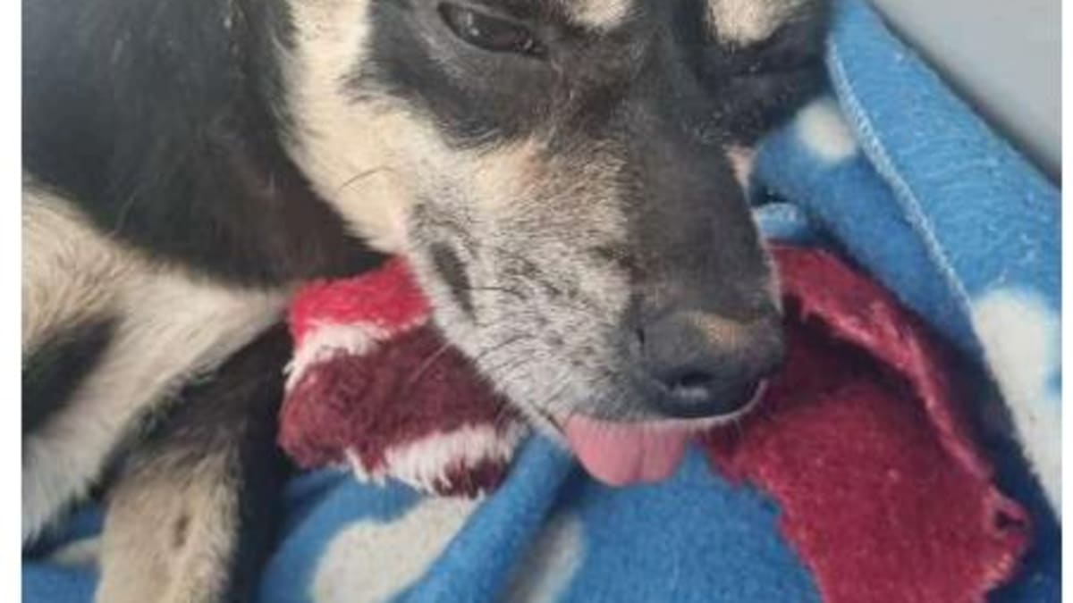 MPSC acompanha caso de cachorra enterrada viva em Joinville