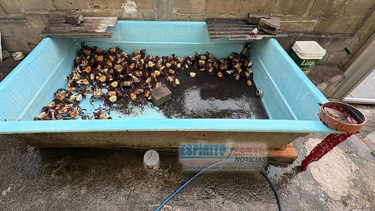 PC prende homem por tentativa de homicídio e flagra crime ambiental em Anchieta
