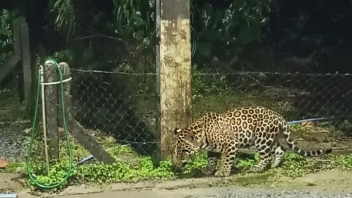 Imagem de onça na ETA Piraí, em Joinville, é falsa
