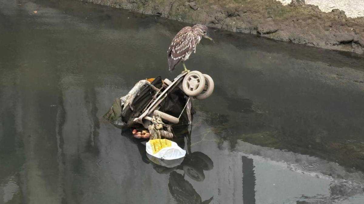 Canais de Santos acumulam lixo irregular com multas que chegam a R$ 50 mil