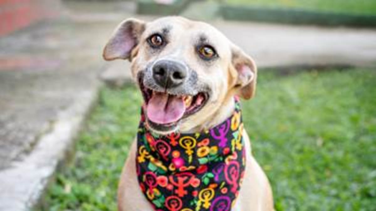 Rio Design Leblon promove campanha de adoção pet com foco em fêmeas no Mês da Mulher