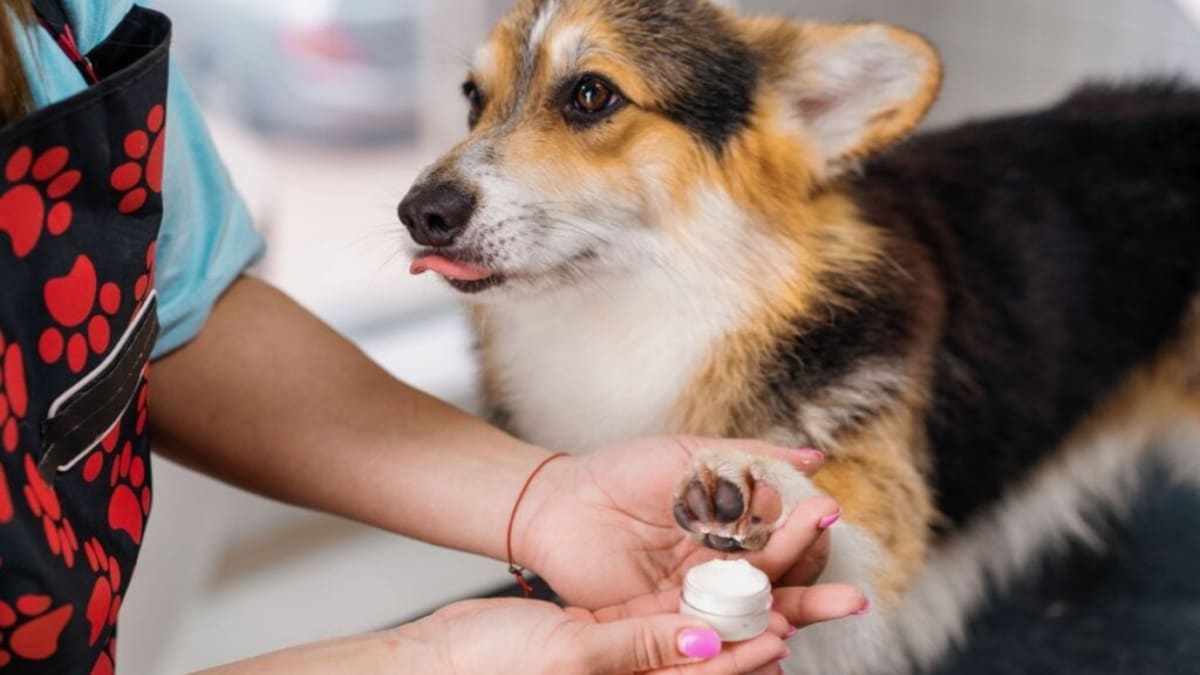 Belo Horizonte cria serviço móvel de urgência veterinária com seis ambulâncias