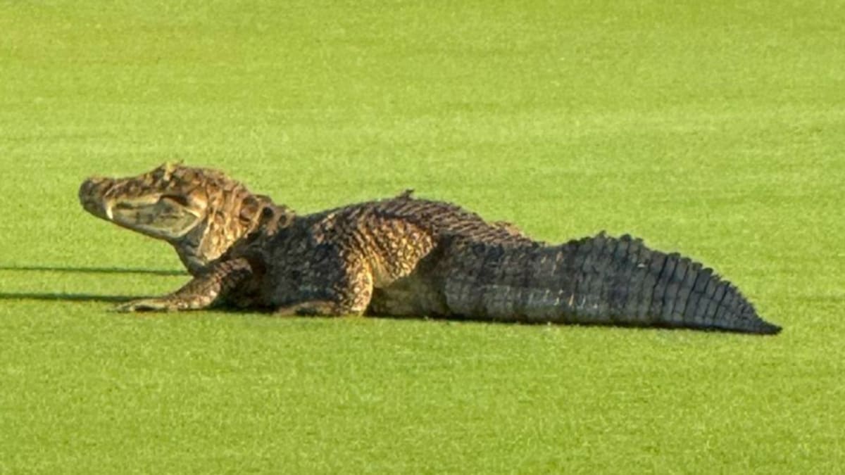 Jacaré invade Campo Olímpico de Golfe na Barra da Tijuca e surpreende frequentadores