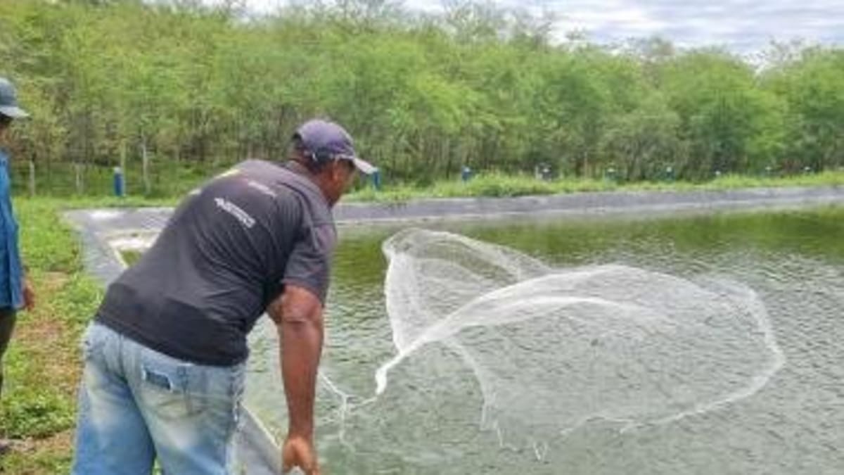 Projeto Pesque PAD transforma rejeito de dessalinizador em criação de tilápias e camarões na Bahia