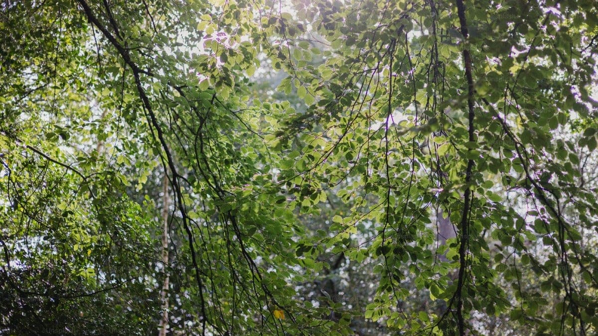 Funcionário público é condenado a 13 anos de prisão por estupro de menino com dificuldades de locomoção