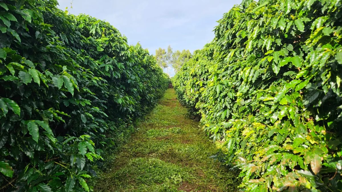 Goiás se destaca pela alta produtividade na produção de café arábica em 2025