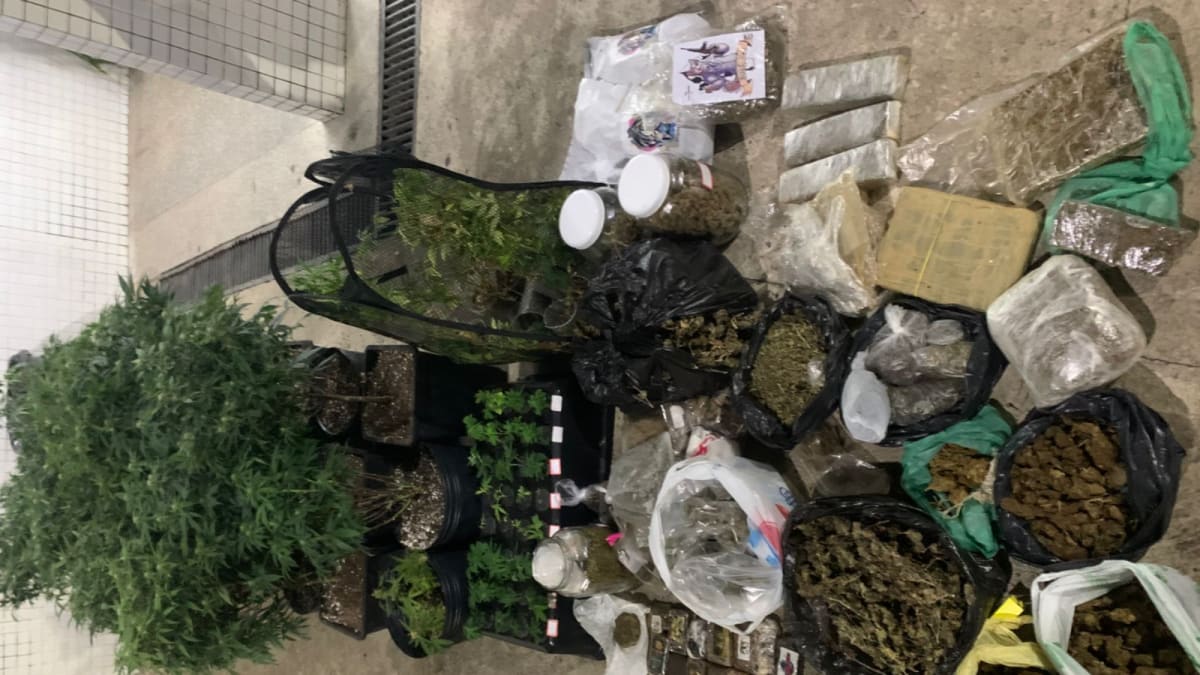 Polícia Militar descobre cultivo de drogas em operação no bairro Pituaçu, Salvador