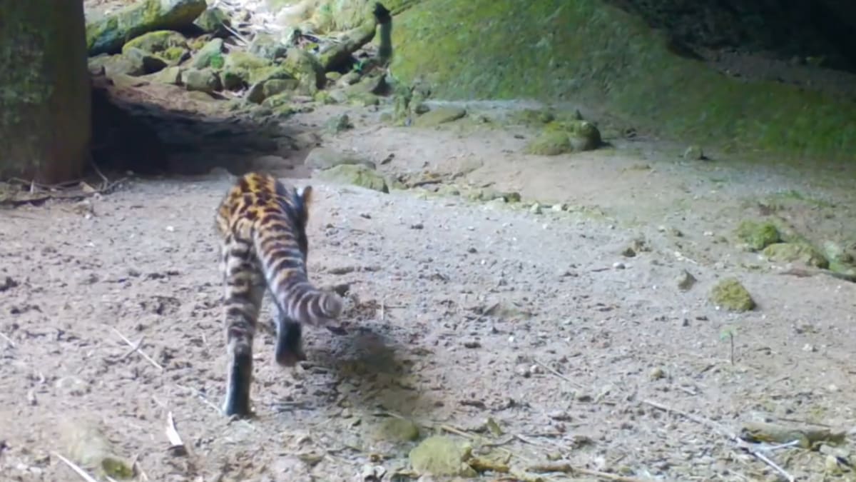 Gato-do-mato ameaçado é registrado em Parque Estadual dos Três Picos, no Rio de Janeiro