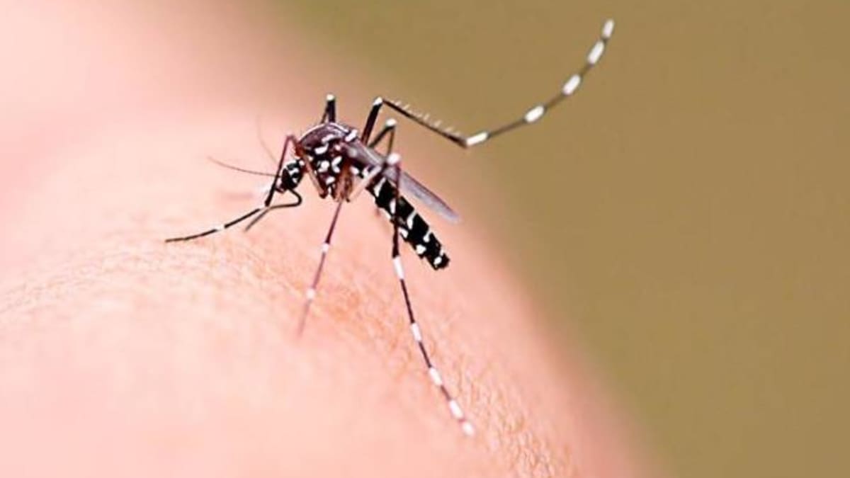 Joinville busca ampliar cobertura do Método Wolbachia para combater dengue