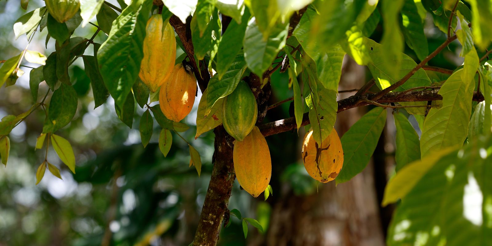 Brasil conquista três ouros em prestigiado evento mundial do cacau