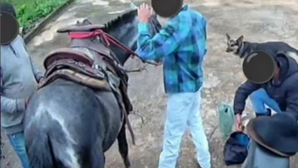 Adolescente de 16 anos é suspeito de matar égua a facadas em Divino de São Lourenço