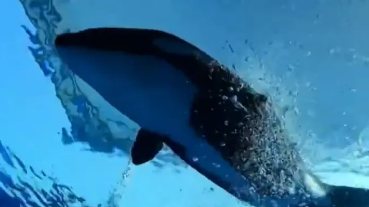 Pesquisadores identificam sinais de canibalismo entre orcas na costa da Rússia