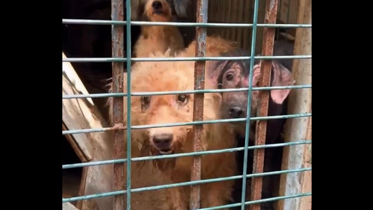 Mais de 50 cães são resgatados de casa em condições insalubres na Zona Norte do Rio