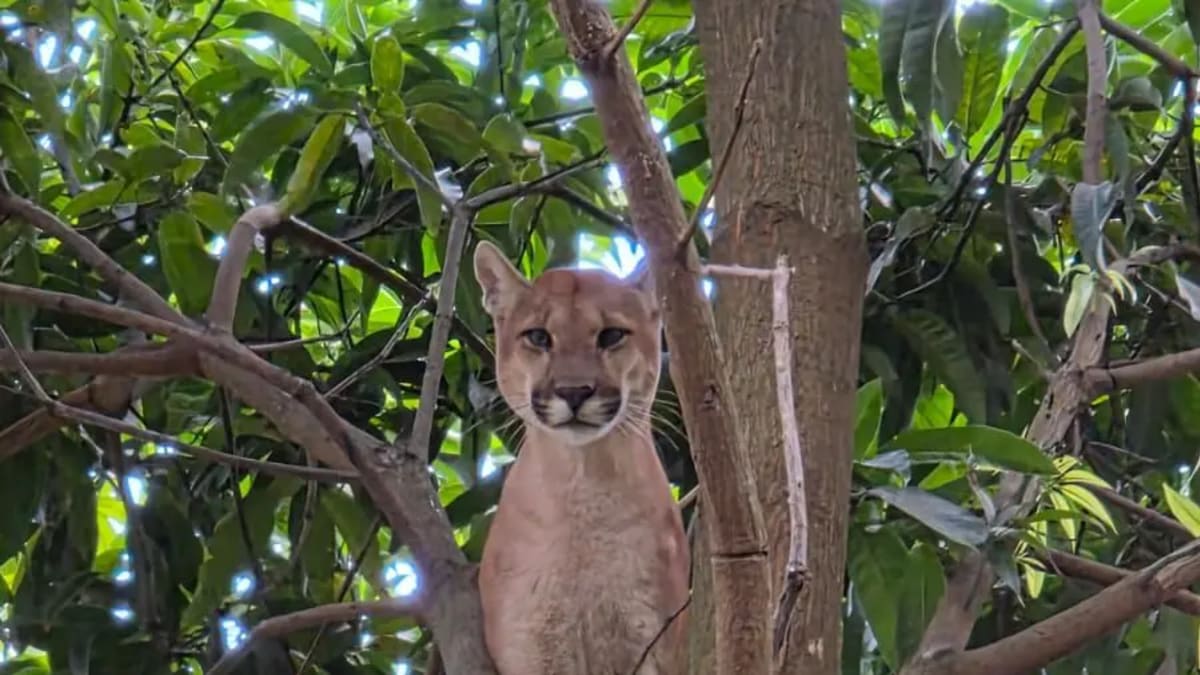 Onça-parda é resgatada em árvore no quintal de residência em Novo Gama, DF