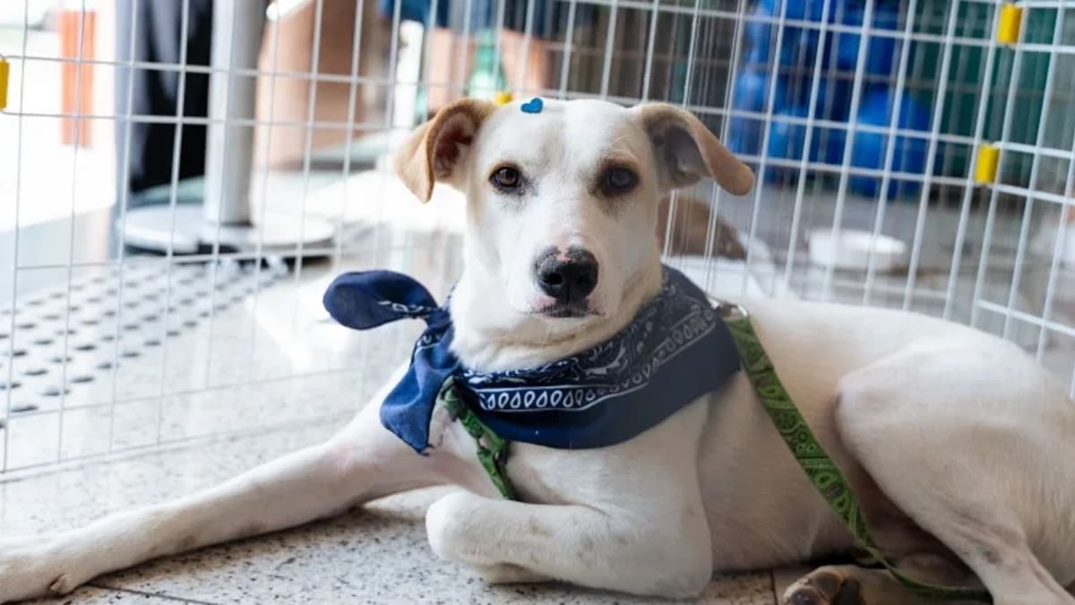 Plaza Shopping Niterói realiza mais uma edição do Plaza Pet para adoção de cães e gatos