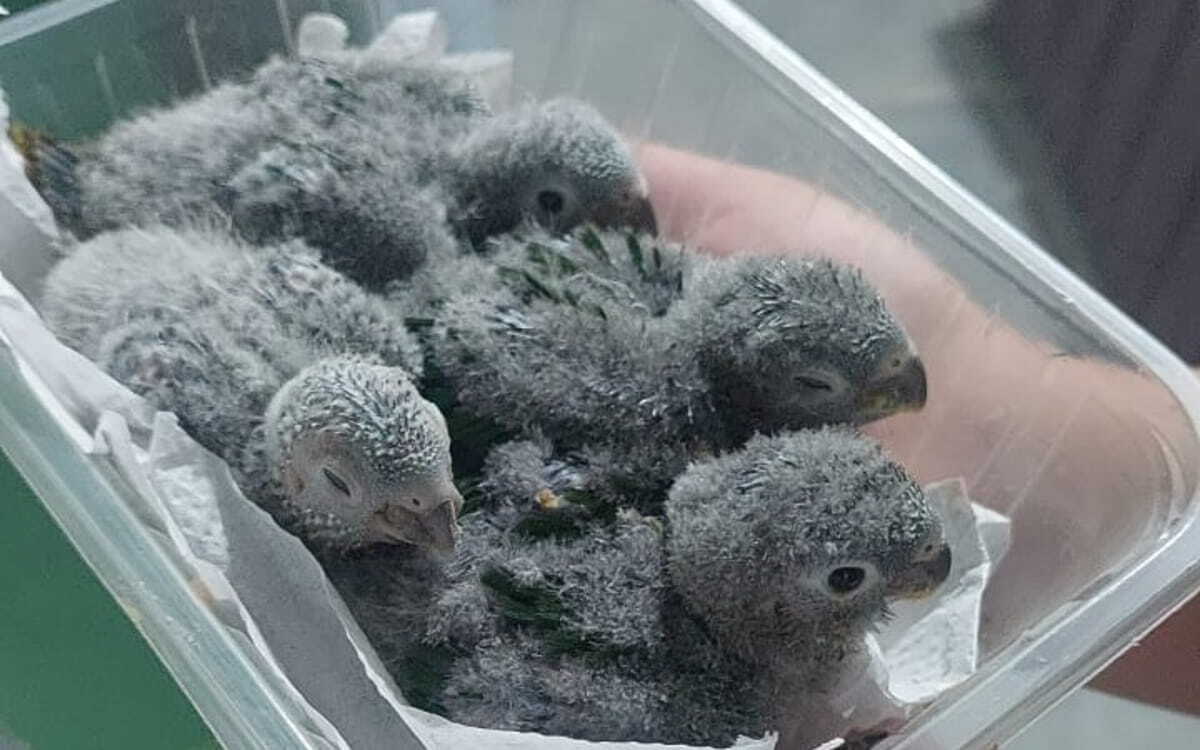 Doze aves reabilitadas são soltas na Mata Atlântica em Pedro de Toledo