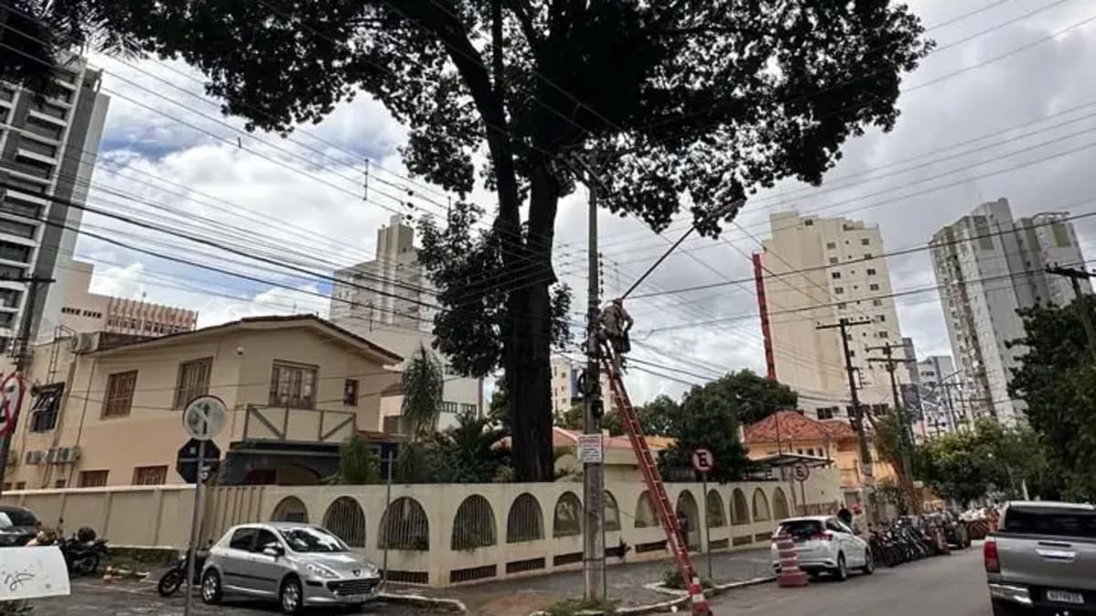 Mogno histórico de quase 70 anos começa a ser removido em Goiânia