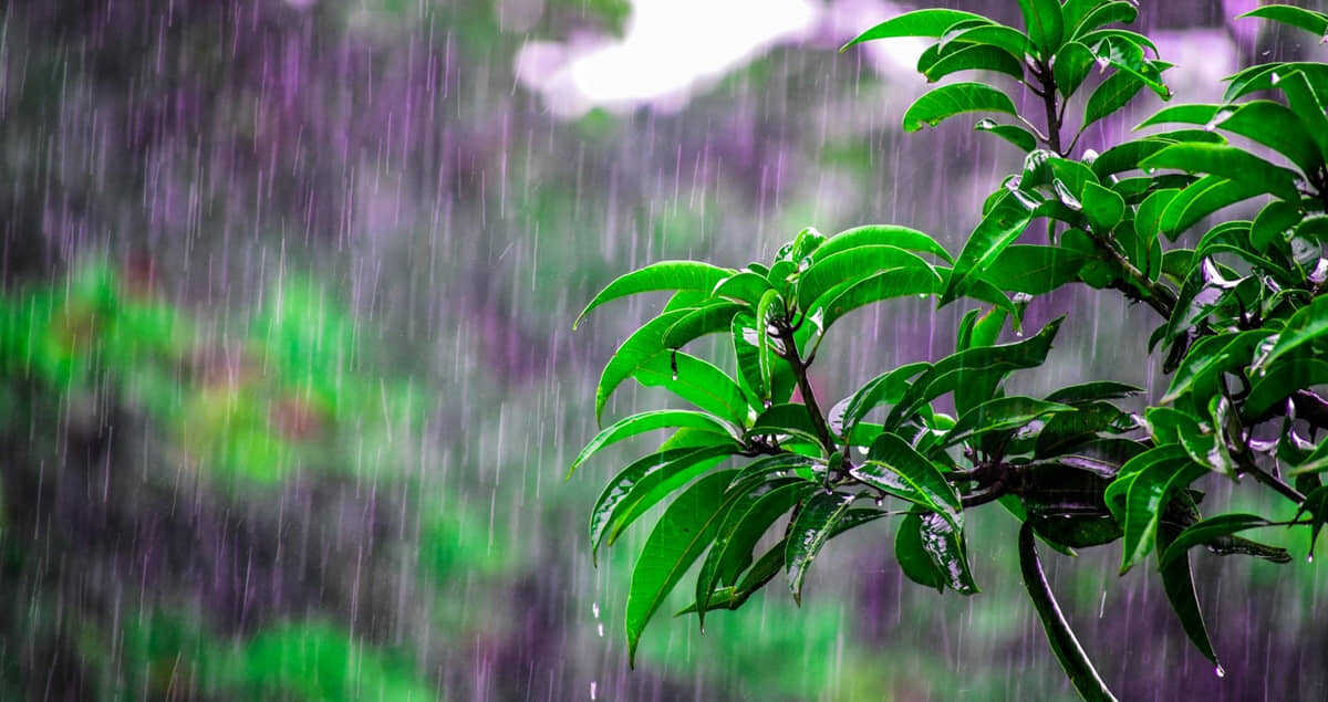 Cheiro de chuva: por que algumas pessoas conseguem sentir esse aroma e outras não