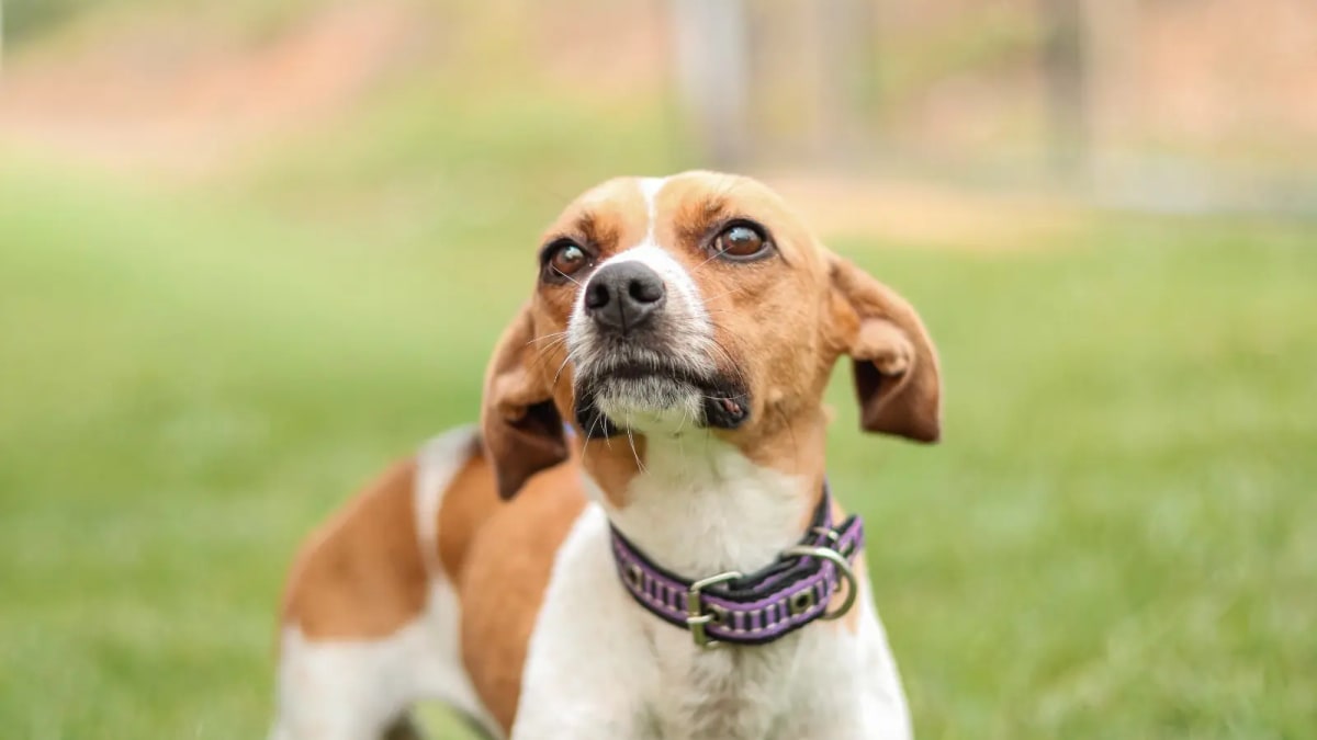 Senador Canedo abre cadastro para castração gratuita de 1.500 cães e gatos