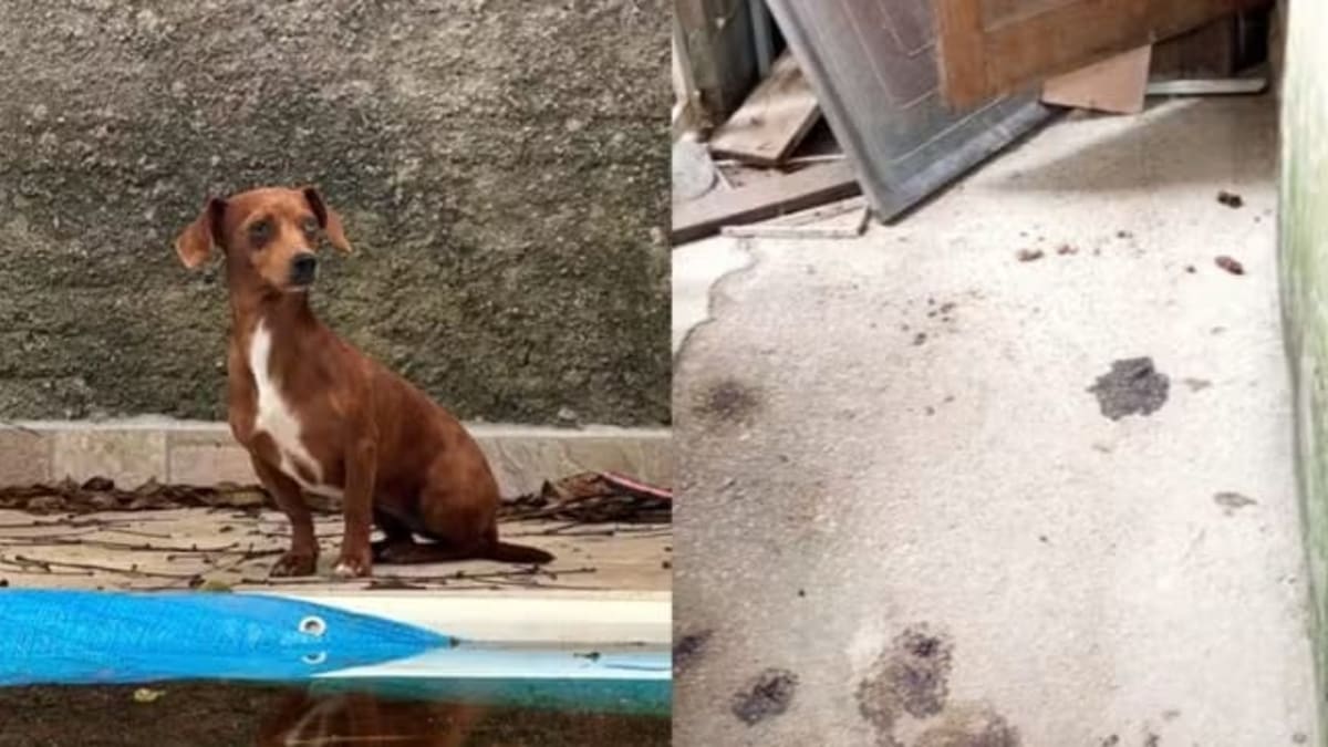 Mulher é presa após cinco cães serem encontrados mortos em Florianópolis