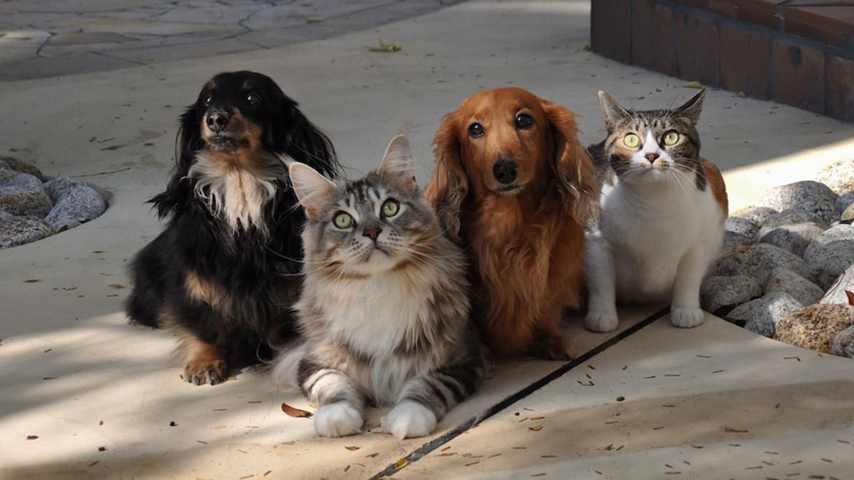 Mudança do período chuvoso para a seca acende alerta para saúde dos gatos e cachorros