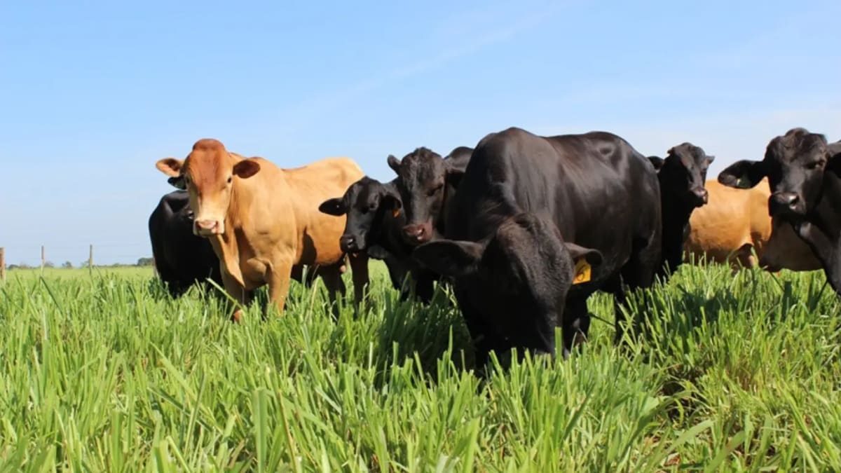 Melhoramento genético do gado une tradição e tecnologia em Goiás