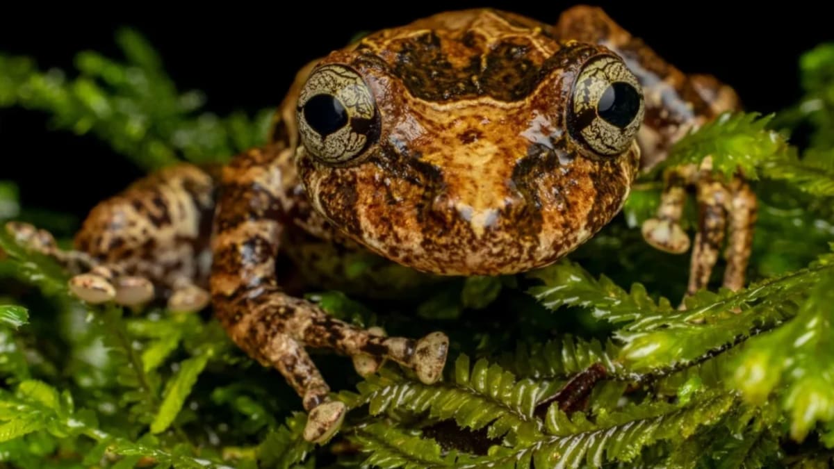 MPSC apoia levantamento inédito da anurofauna no Jardim Botânico de Rio do Sul