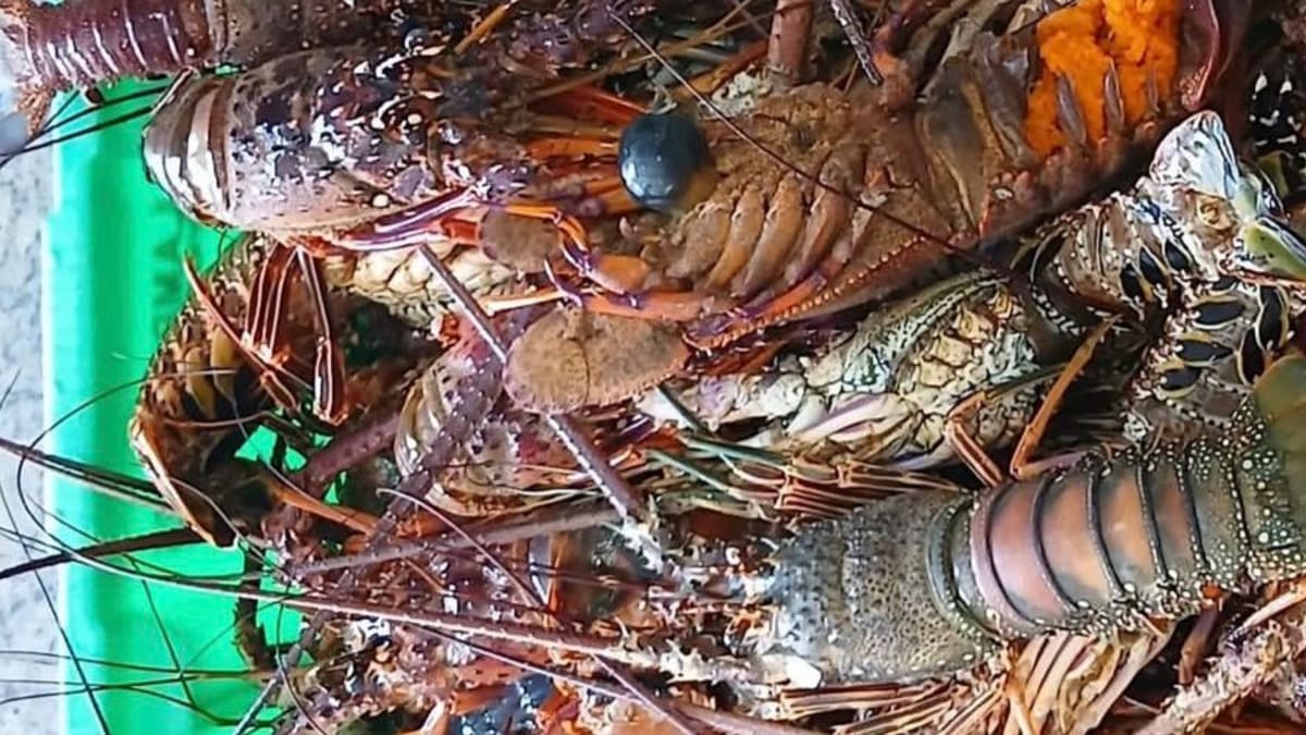 Mais de 50 kg de lagosta são apreendidos em operação no Mercado do Peixe, Salvador