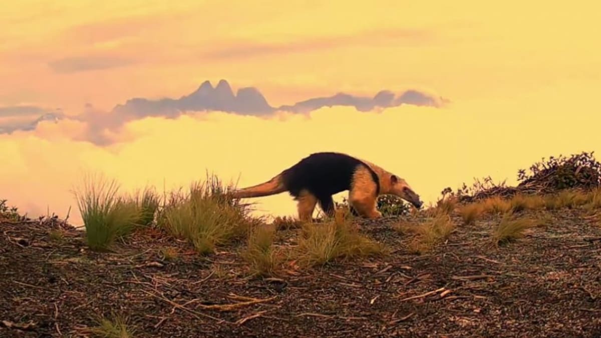 Tamanduá-mirim é registrado no Pico da Caledônia, Parque Estadual dos Três Picos
