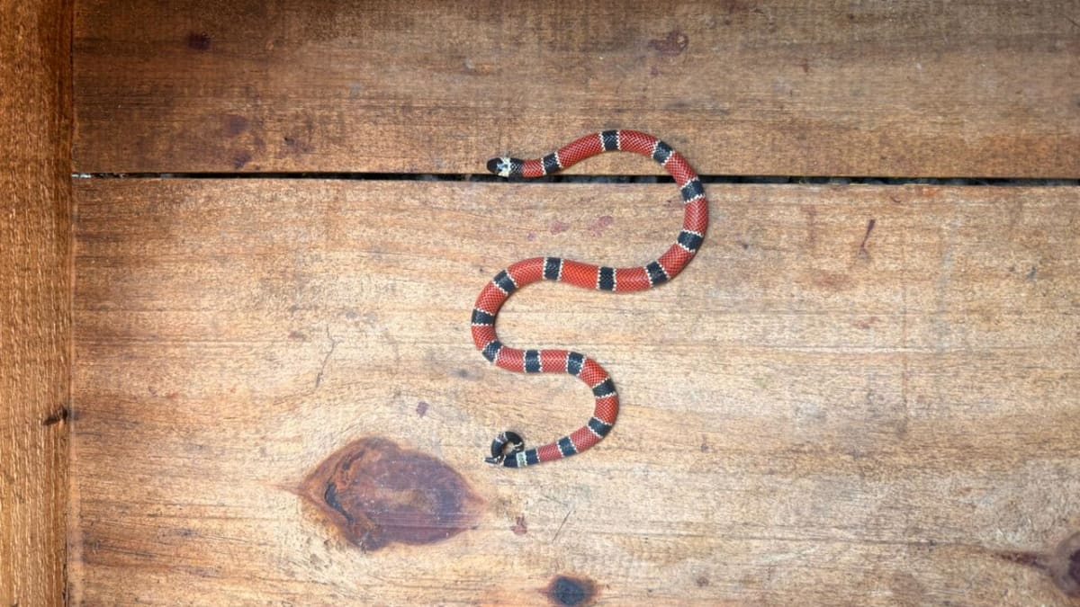 Serpente peçonhenta é capturada no bairro Ipiranga, em São José