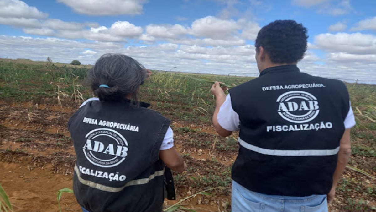 Concurso da Adab retoma inscrições para 200 vagas em níveis técnico e superior na Bahia