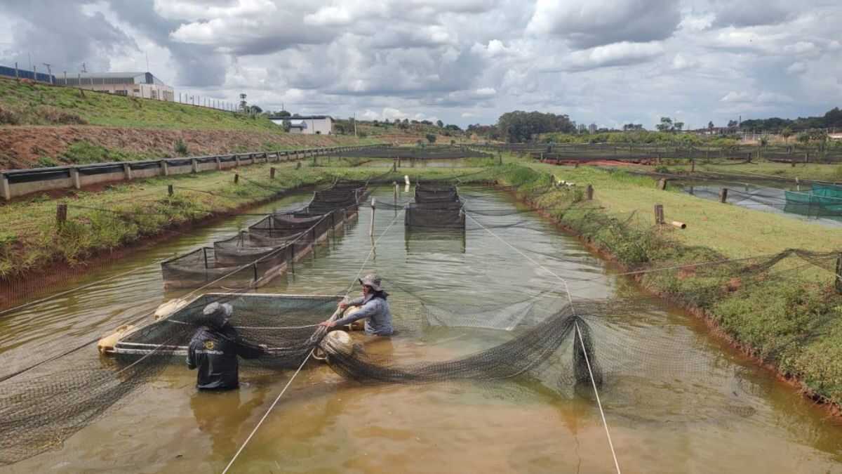 Vírus com 90% de mortalidade ameaça produção de tilápia em São Paulo