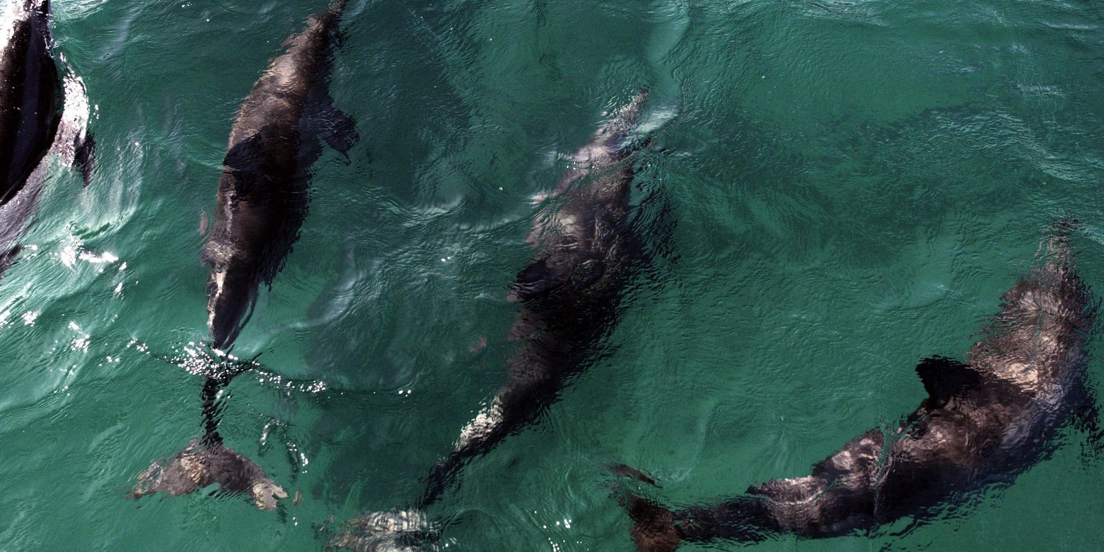 Acordo reforça proteção aos golfinhos em Tibau do Sul