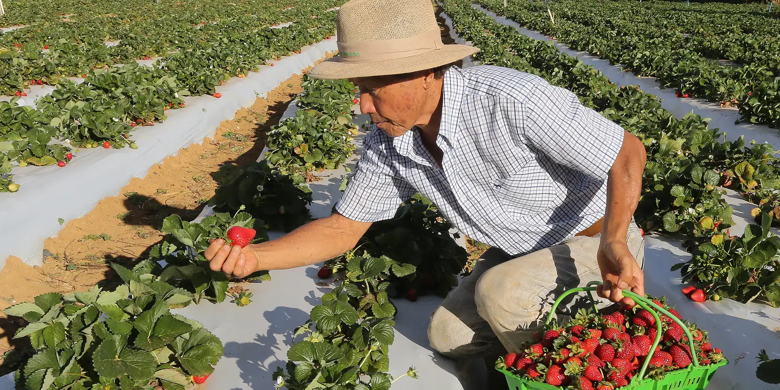 Governo autoriza pagamento do Garantia-Safra para agricultores familiares