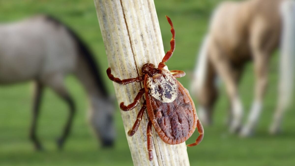 Prefeitura de Boa Esperança coleta carrapatos após morte por febre maculosa