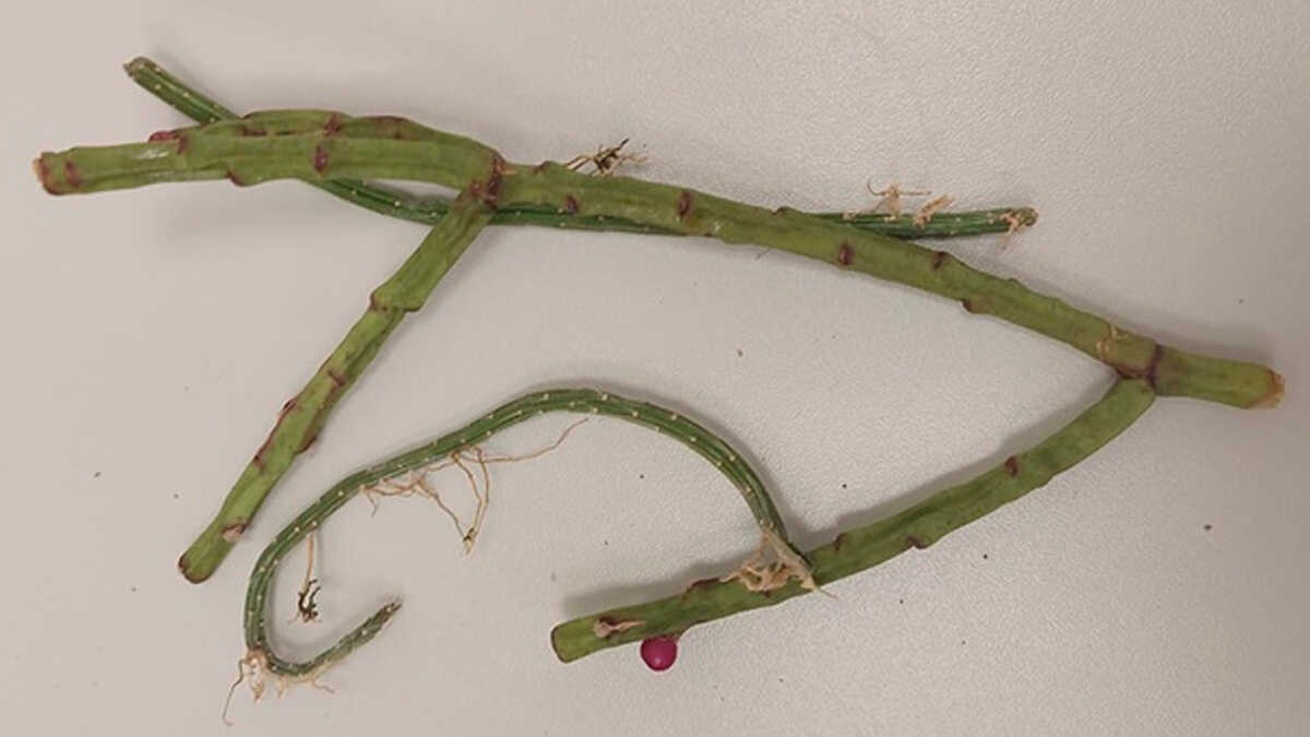 Estrangeiros são flagrados tentando levar plantas raras do Brasil sem autorização