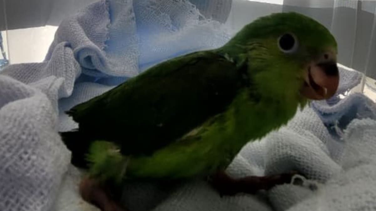 Filhote de periquito-rico é resgatado em Paraty e encaminhado para reabilitação