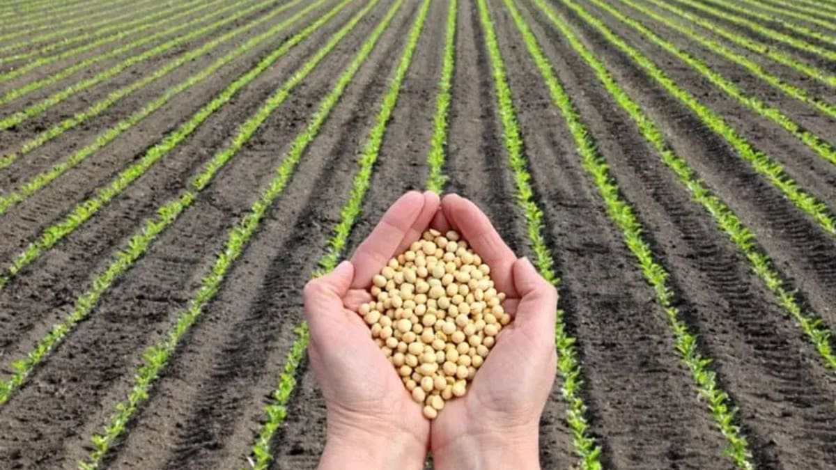 Pesquisa goiana em nanotecnologia promete combater fungo que pode destruir até 90% das plantações de soja