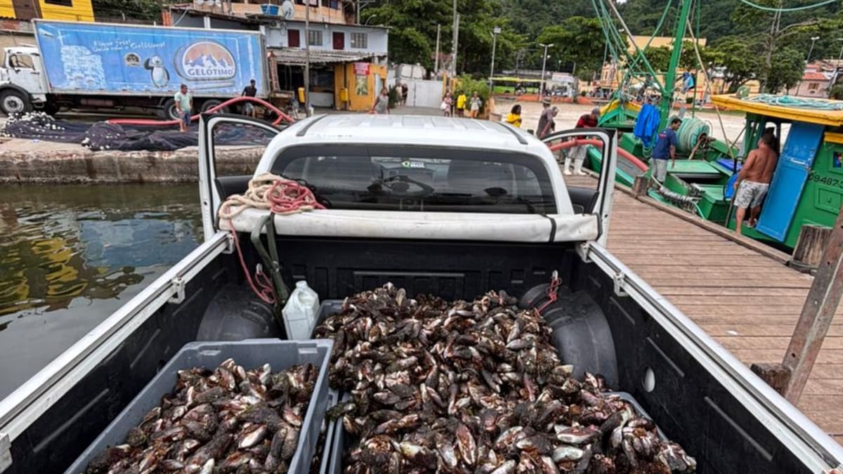 Apreensão de mexilhão irregular na Reserva Extrativista Marinha de Itaipu