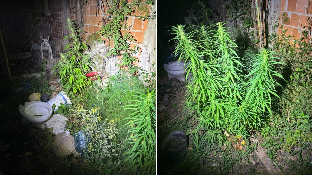 Dupla é presa com plantação de maconha em Bombinhas