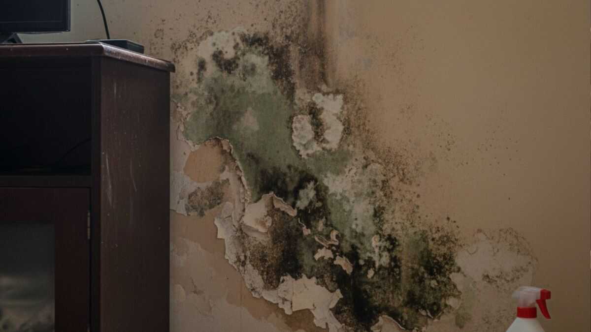 Samambaia-de-Boston ajuda a controlar umidade e mofo em ambientes residenciais