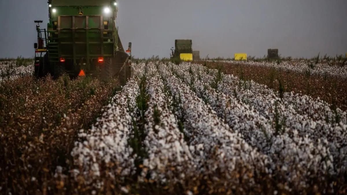 Produção de algodão em Goiás cresce, mas ainda tem potencial para expansão