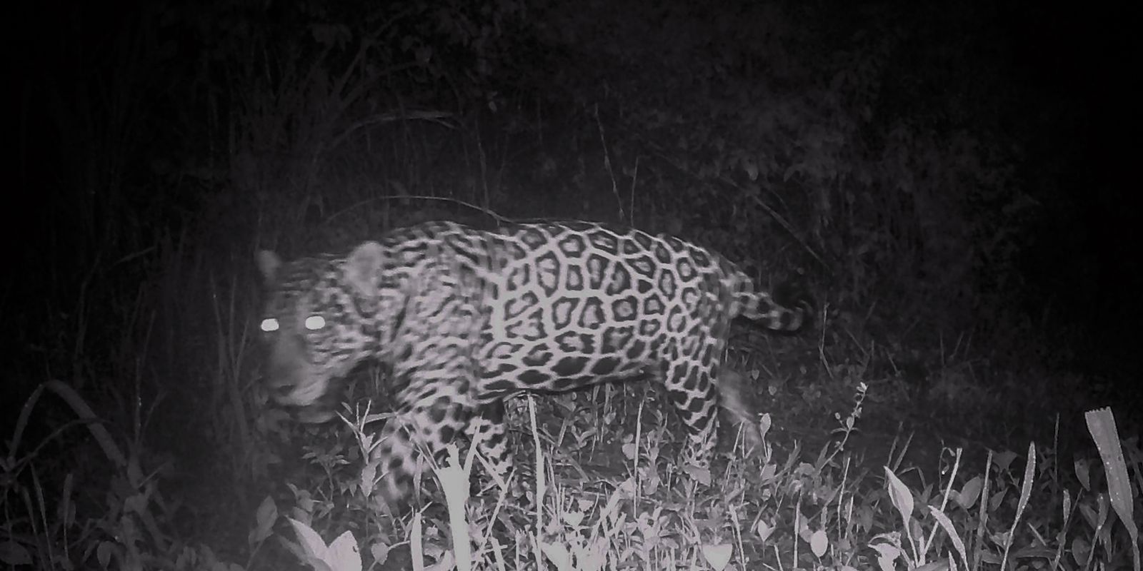 Brasil recebe conferência global sobre conservação de animais migratórios