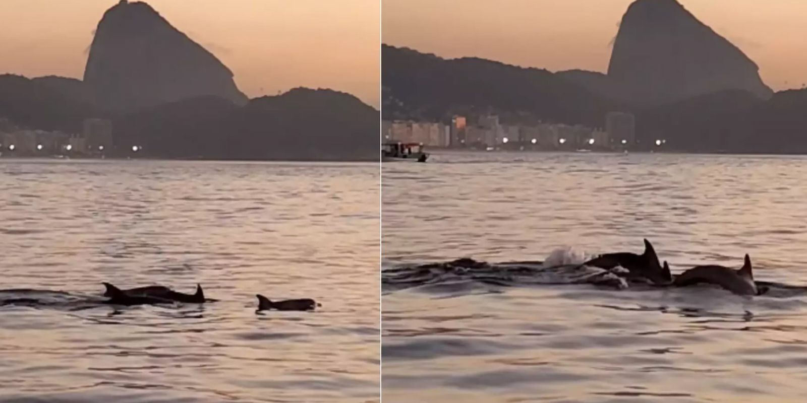Golfinhos aparecem em grupo com filhotes na Praia do Arpoador