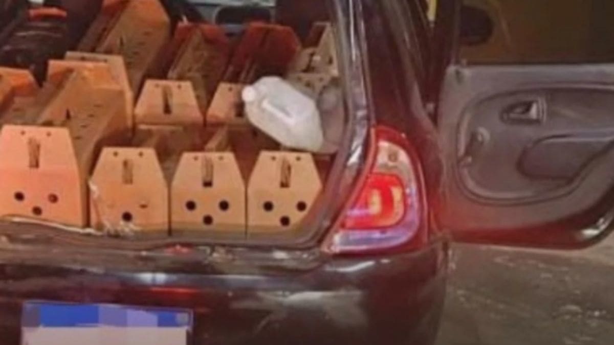 PRF flagra transporte irregular de galos de rinha em carro na BR-386, RS