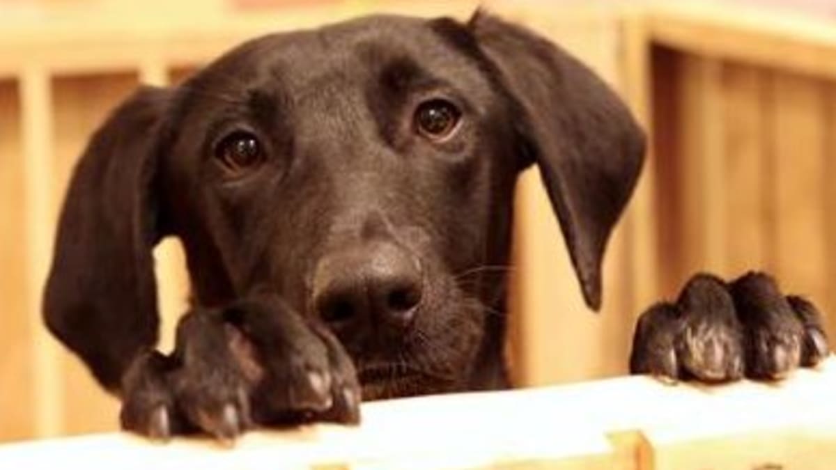 Prefeitura do Rio abre agendamento para castração gratuita de cães e gatos