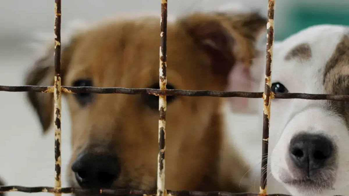 Prefeitura de Criciúma realiza mutirão de castração na Cidade Mineira