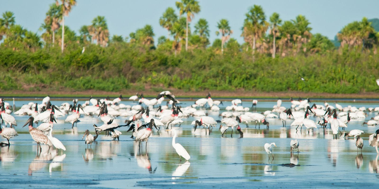 Brasil amplia áreas protegidas no Cerrado e Pantanal